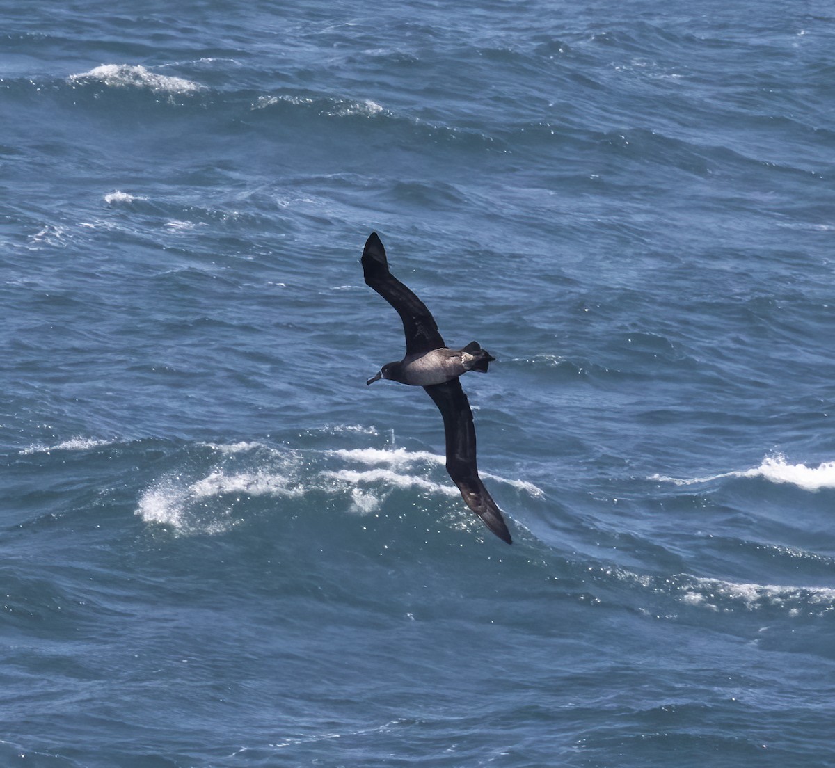Black-footed Albatross - ML618800418