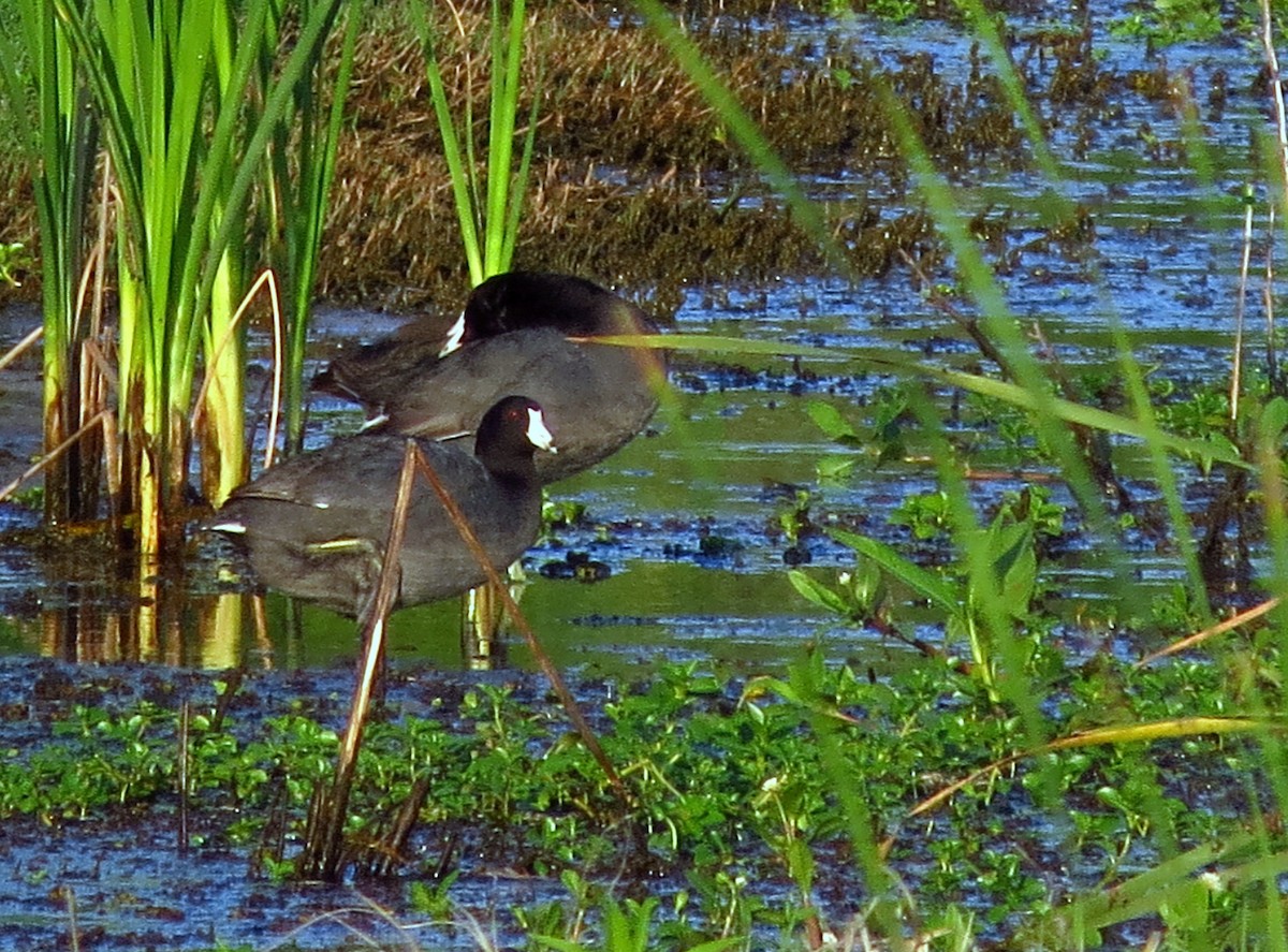 American Coot - Tammy Hester