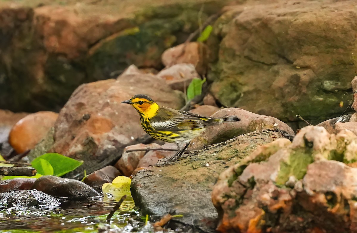 Cape May Warbler - ML618800442