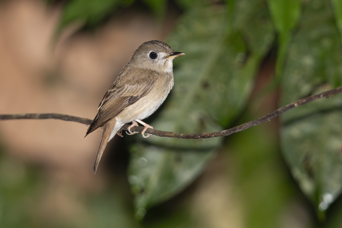 Asian Brown Flycatcher - Marco Valentini