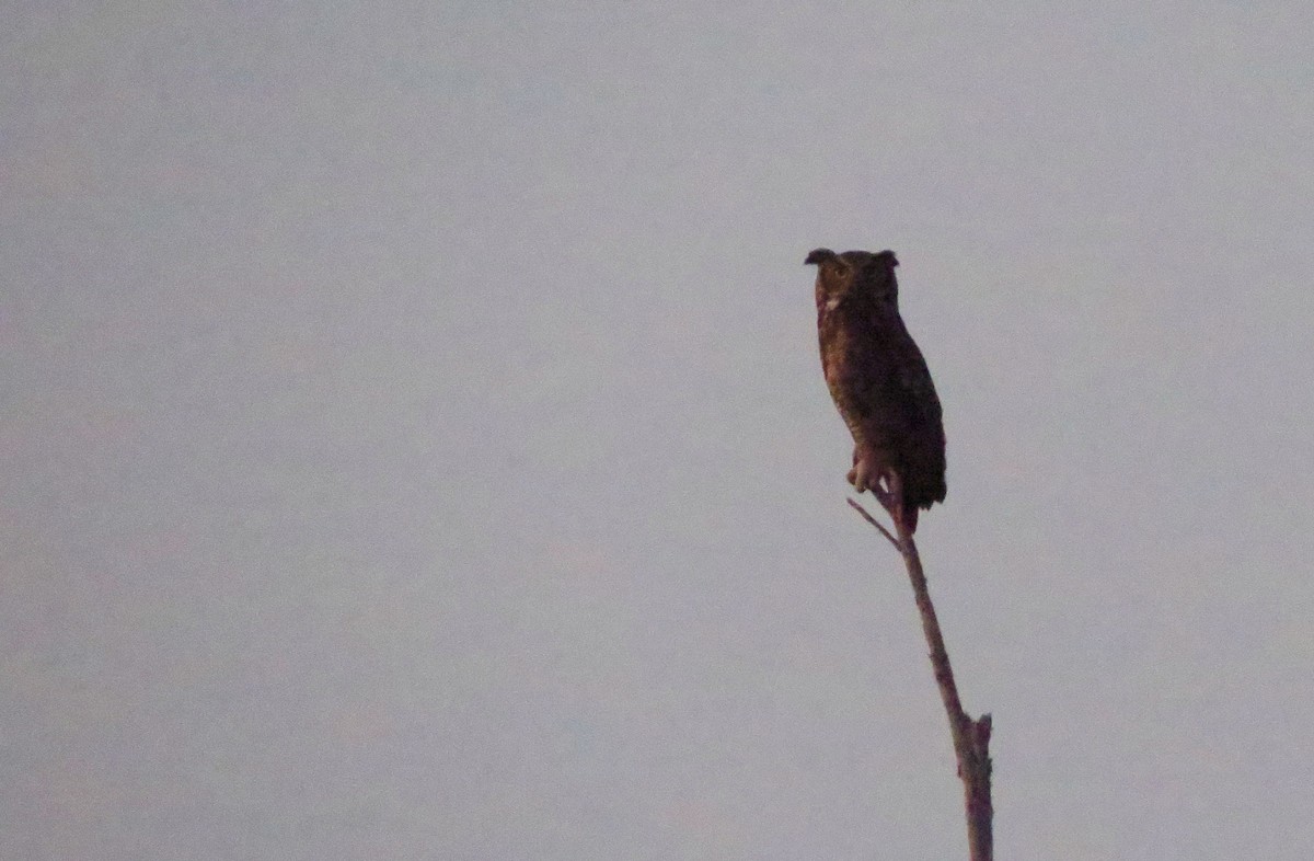Great Horned Owl - ML618800469