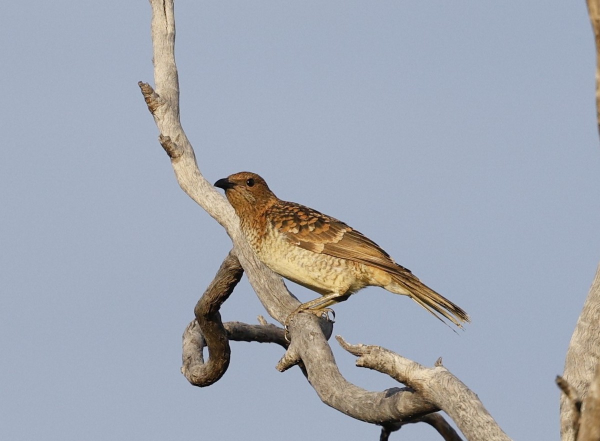 Spotted Bowerbird - ML618800486