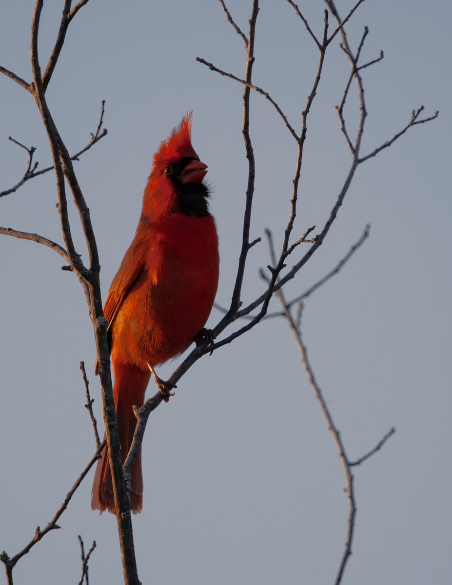 Northern Cardinal - Sydney Peck