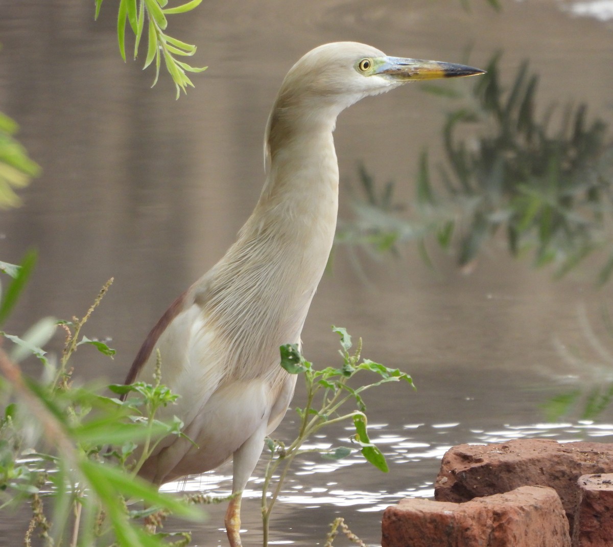 Indian Pond-Heron - Prof Chandan Singh Dalawat