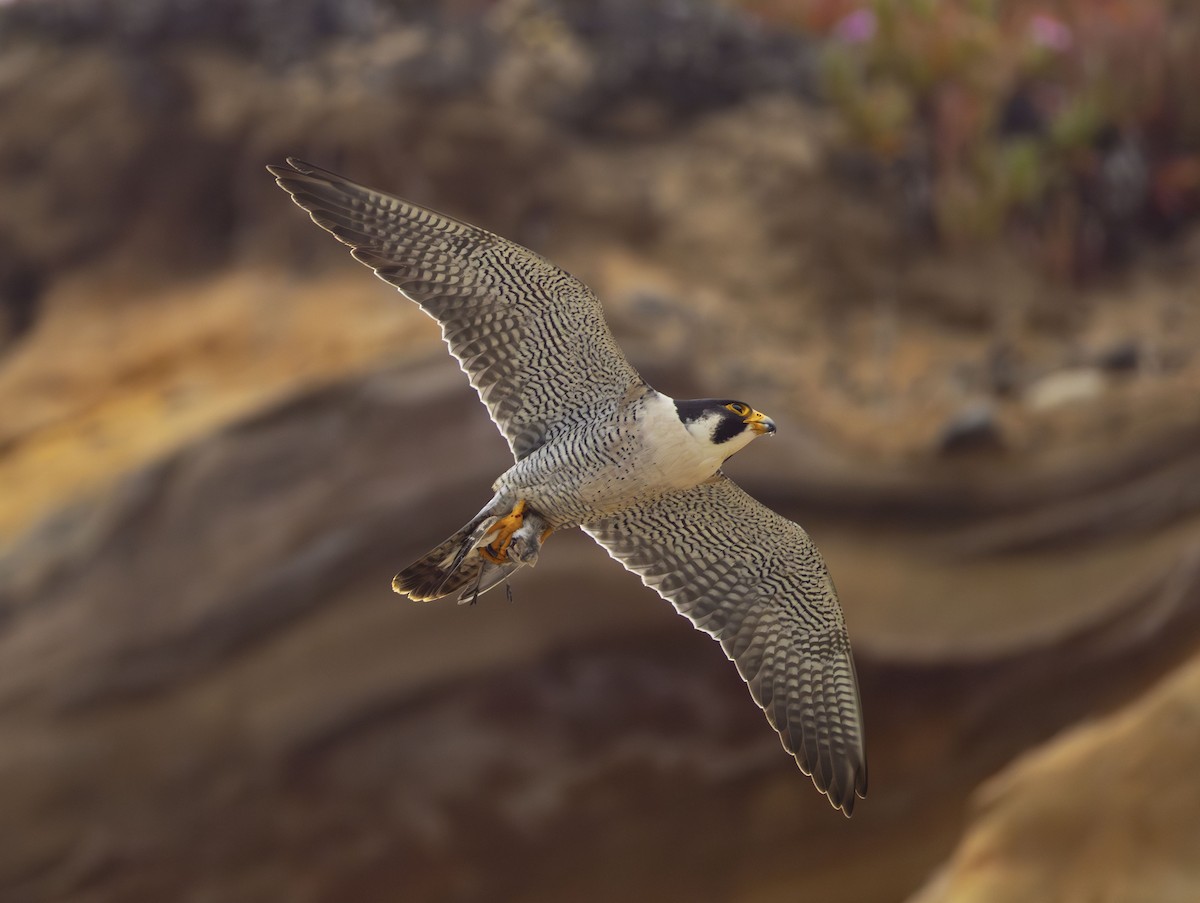 Peregrine Falcon - Roger Uzun
