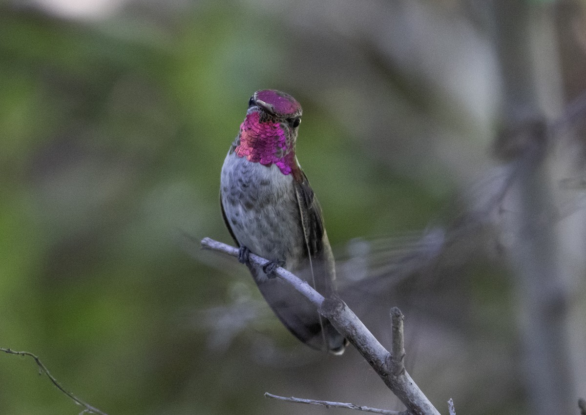 Anna's Hummingbird - Rene Reyes