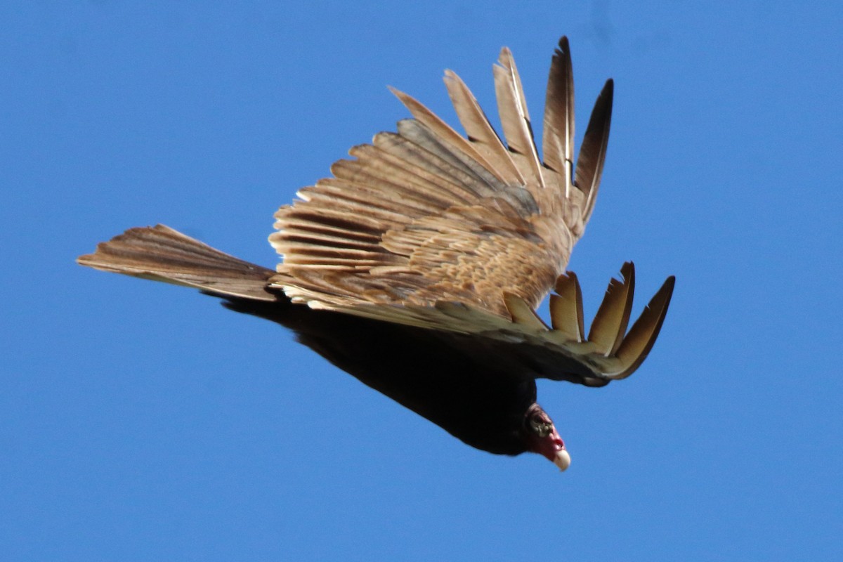 Turkey Vulture - ML618800541