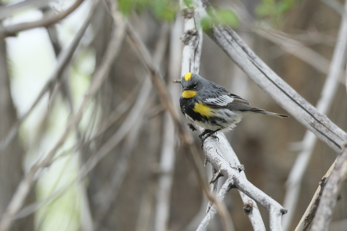 Yellow-rumped Warbler (Audubon's) - ML618800545