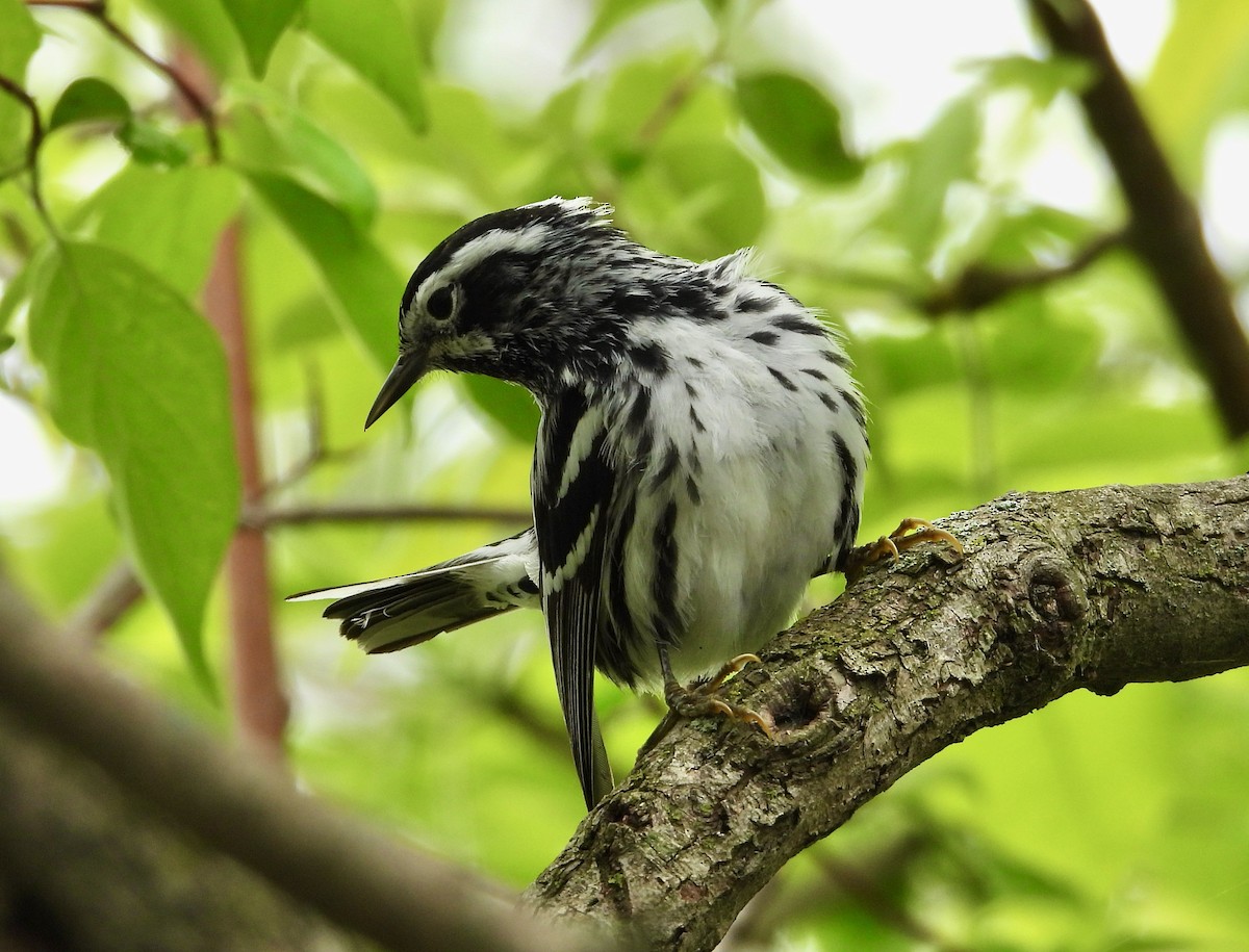 Black-and-white Warbler - ML618800557