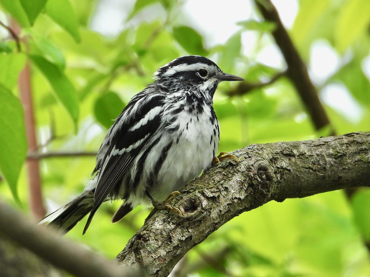 Black-and-white Warbler - ML618800559