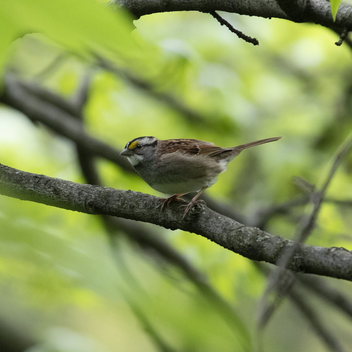 White-throated Sparrow - Doris Moreira Douek