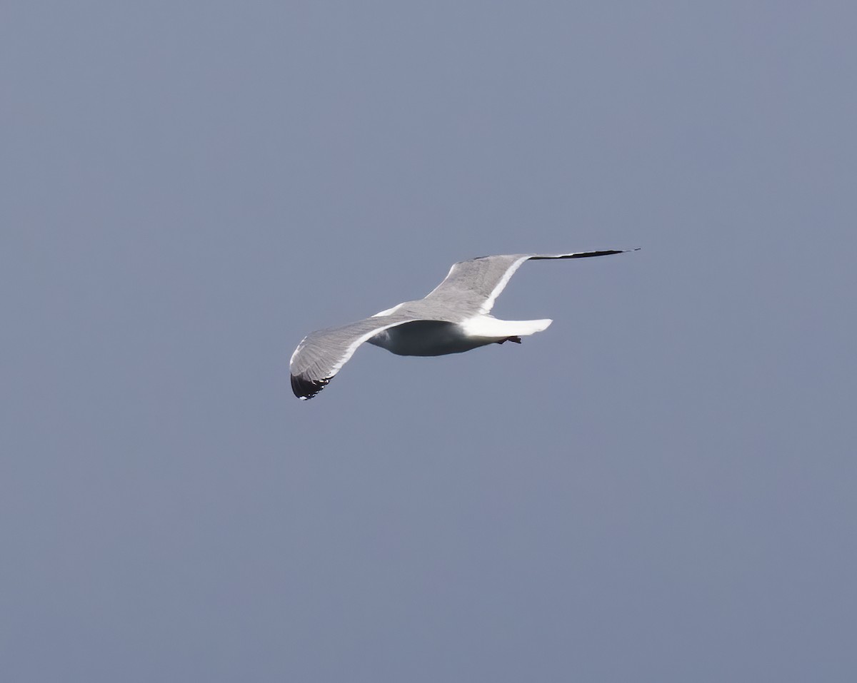 Herring Gull (Vega) - ML618800595