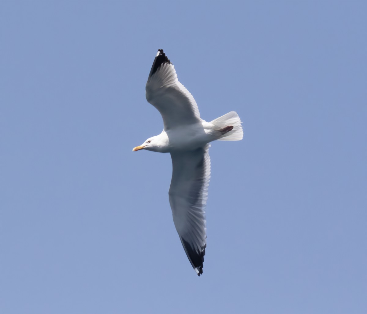 Herring Gull (Vega) - ML618800596