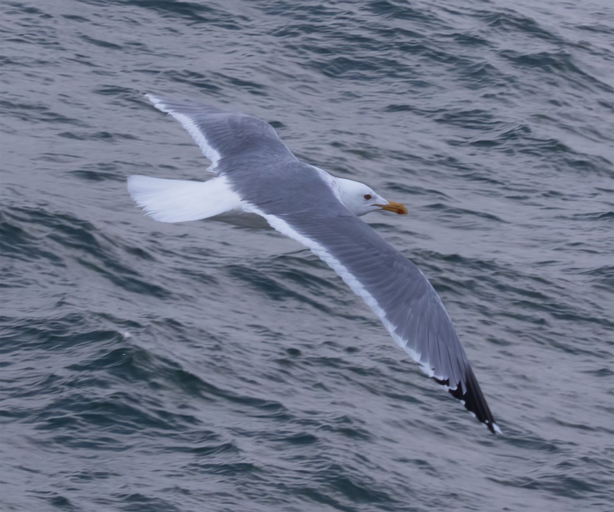 Herring Gull (Vega) - ML618800597