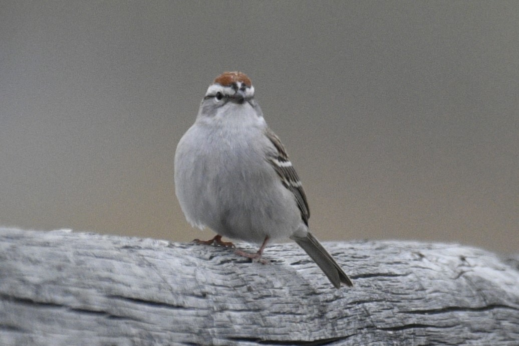Chipping Sparrow - ML618800694