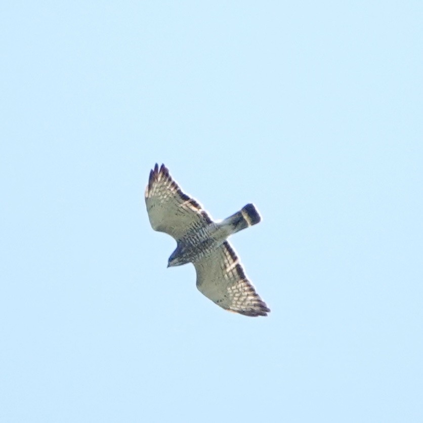 Broad-winged Hawk - ML618800698