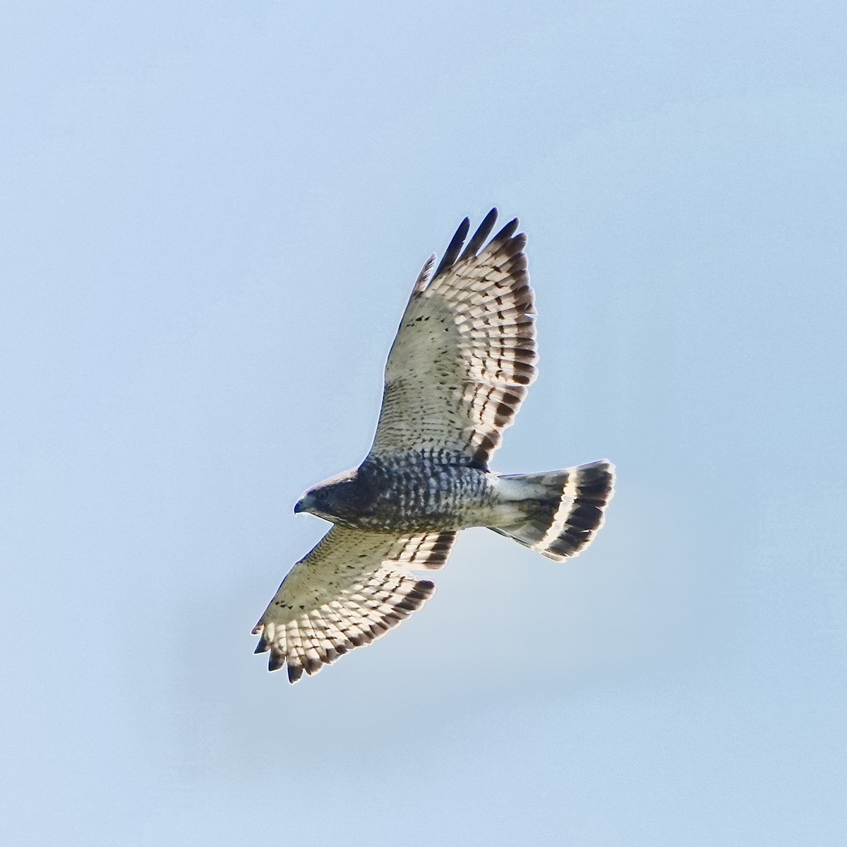 Broad-winged Hawk - Jordan Gunn