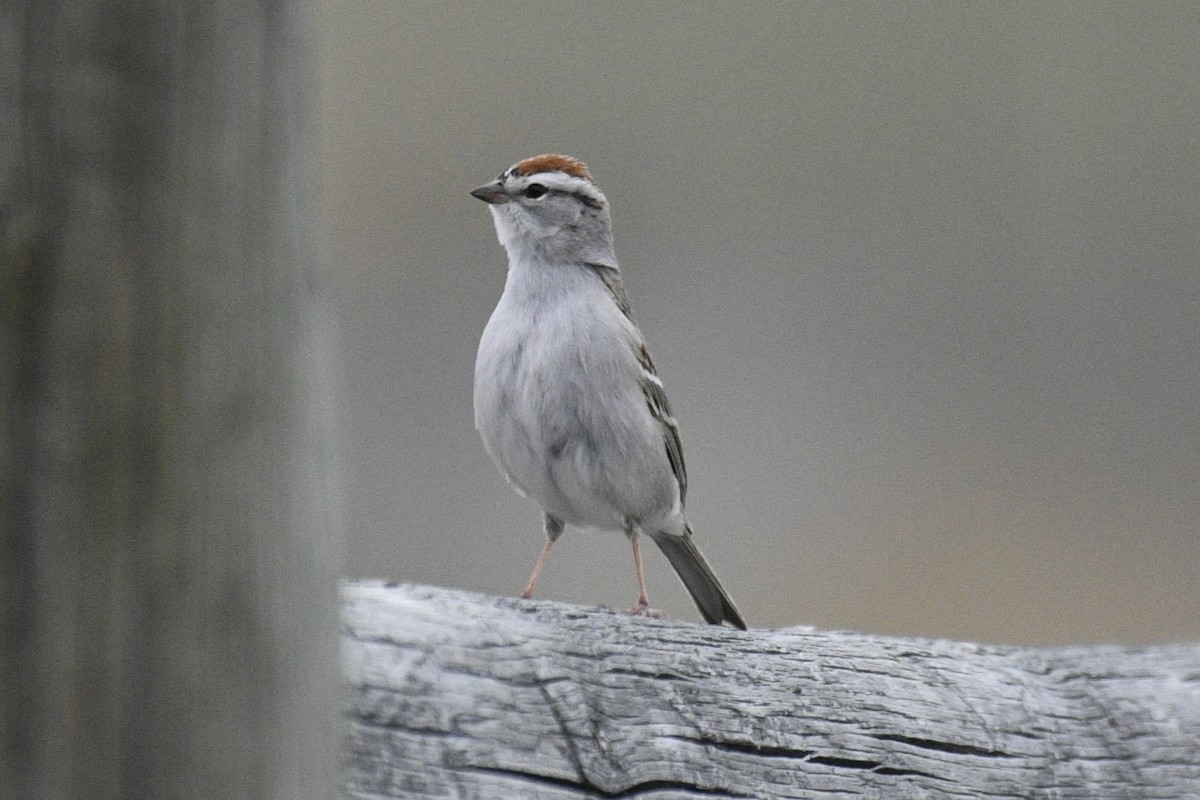 Chipping Sparrow - ML618800705