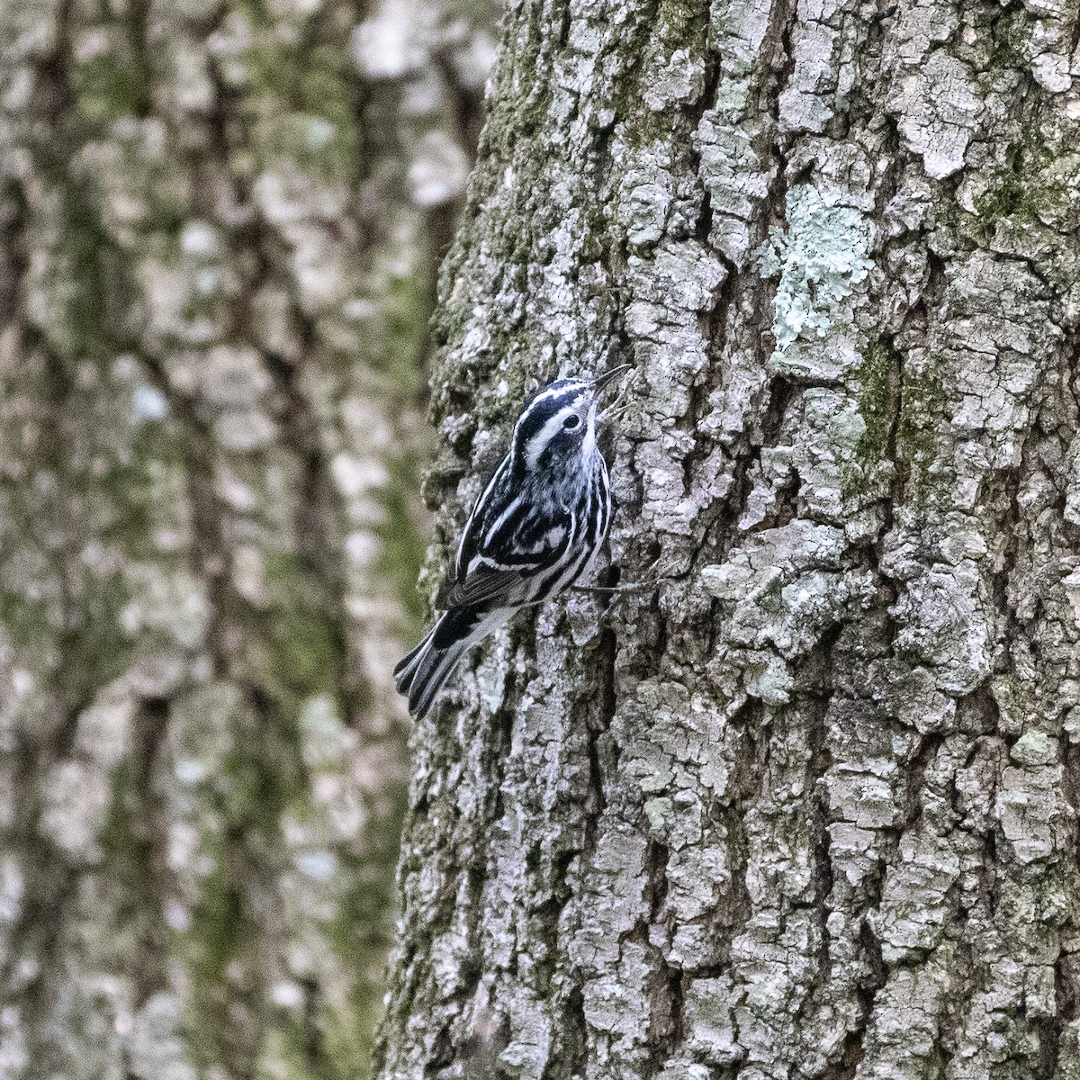 Black-and-white Warbler - ML618800713