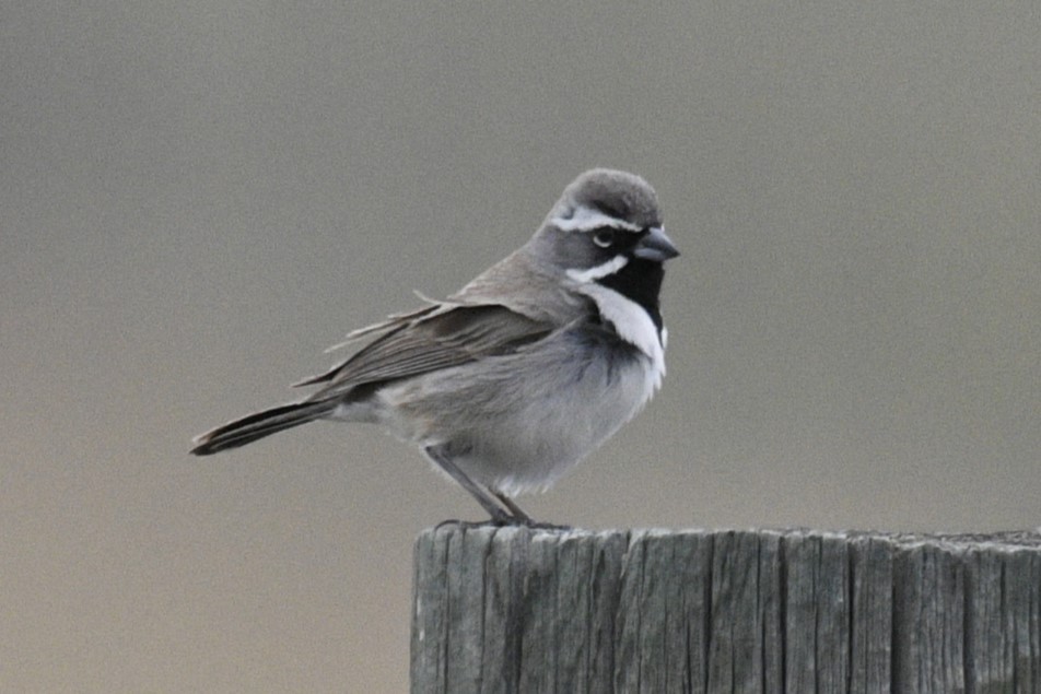 Black-throated Sparrow - ML618800719
