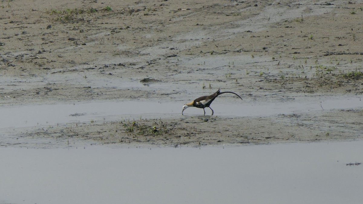 Pheasant-tailed Jacana - ML618800723