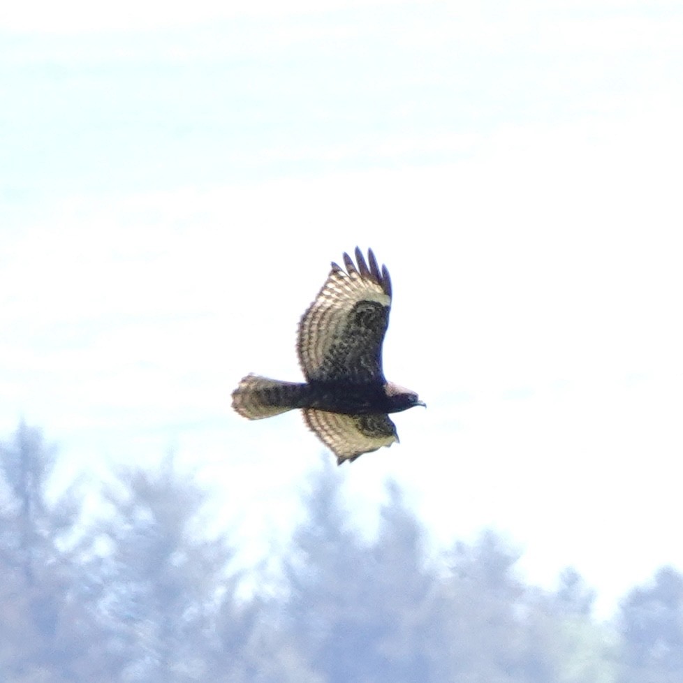 Red-tailed Hawk - ML618800735