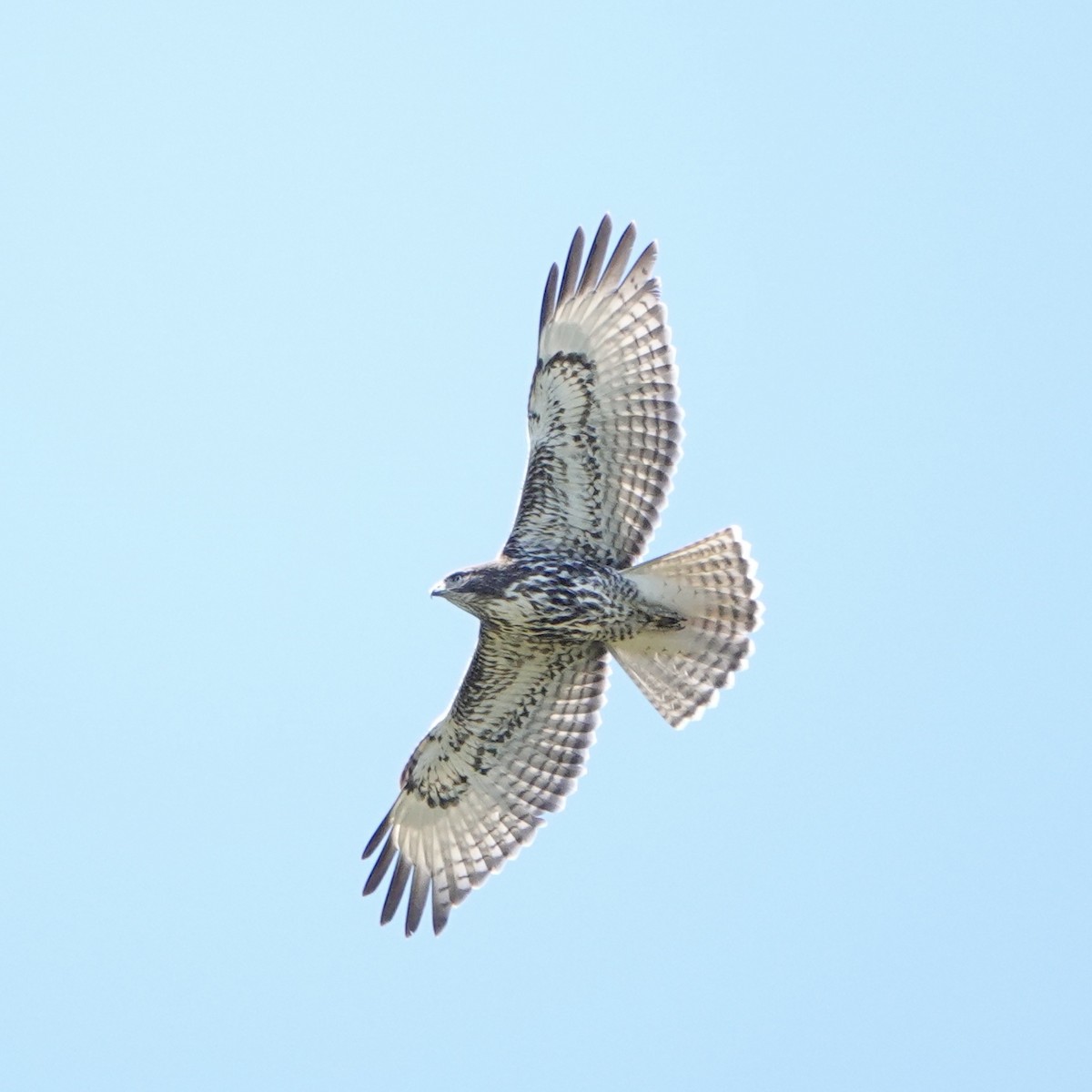 Red-tailed Hawk - ML618800737