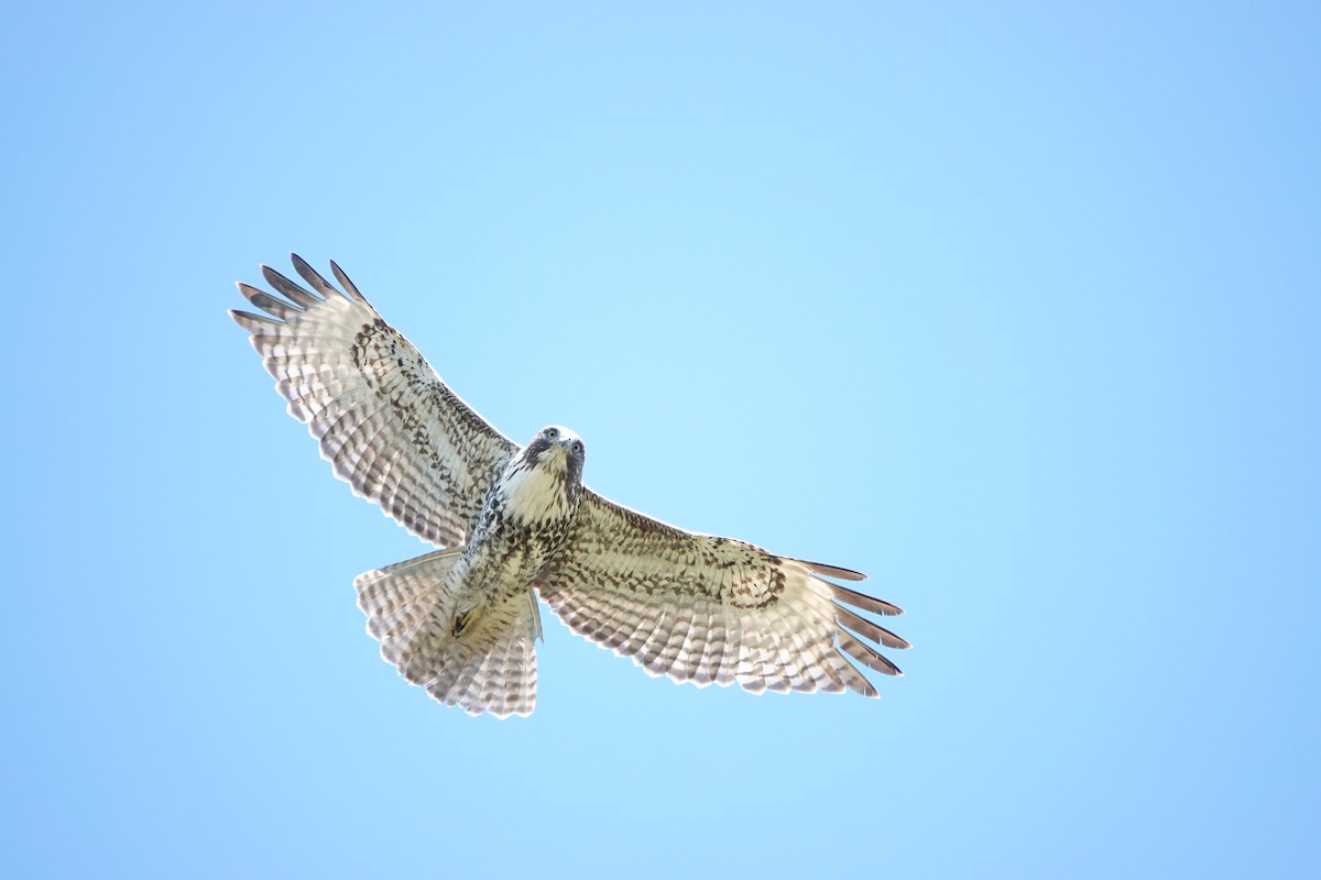 Red-tailed Hawk - ML618800739