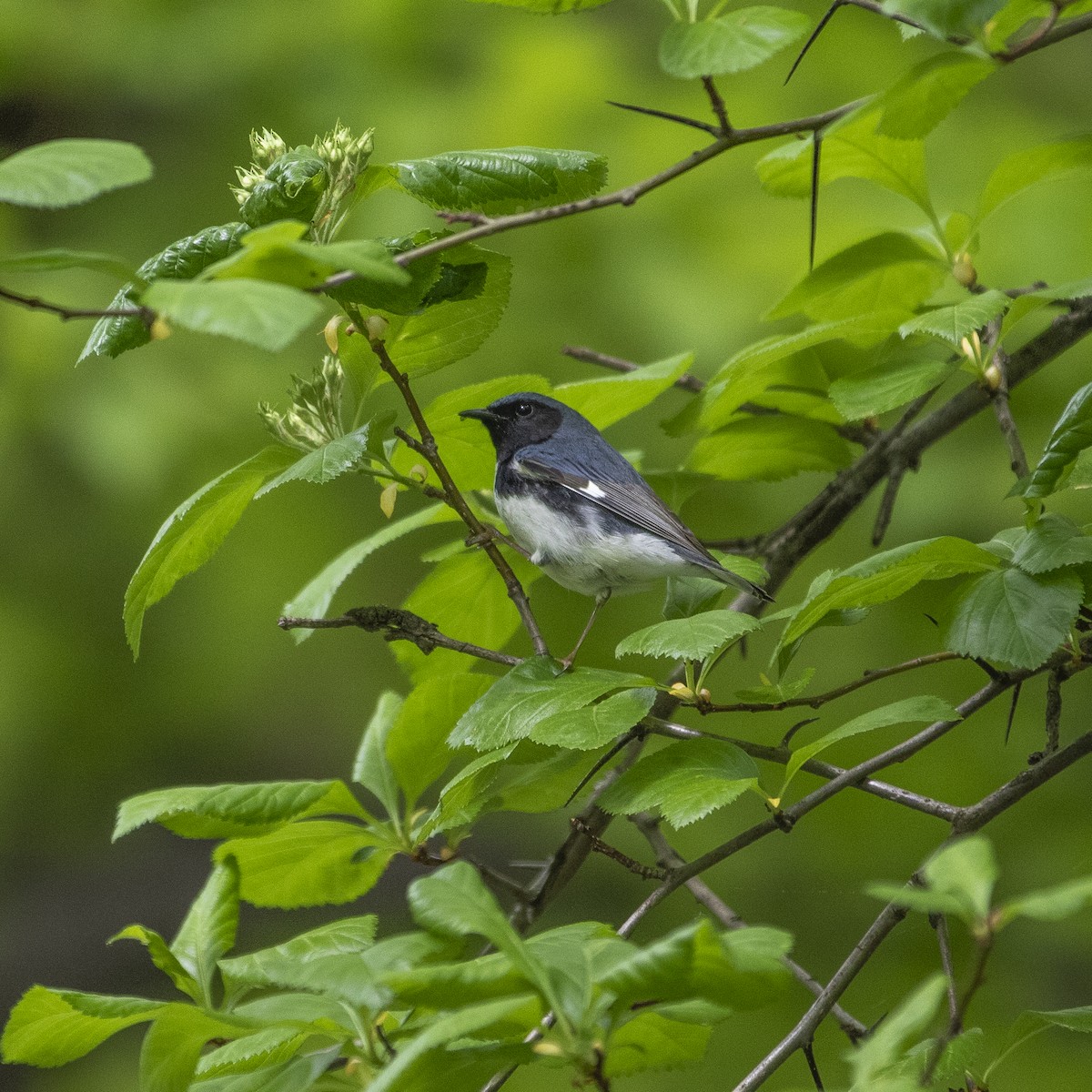 Black-throated Blue Warbler - Doris Moreira Douek