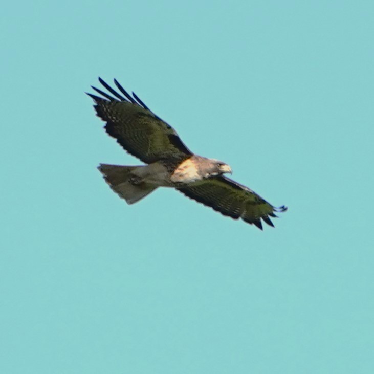 Red-tailed Hawk - ML618800766