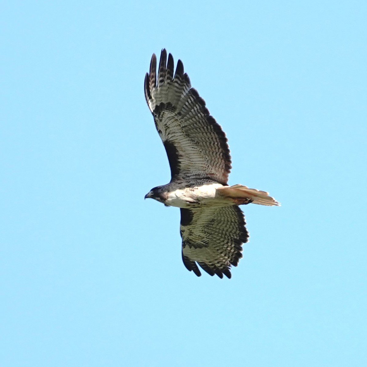 Red-tailed Hawk - ML618800767