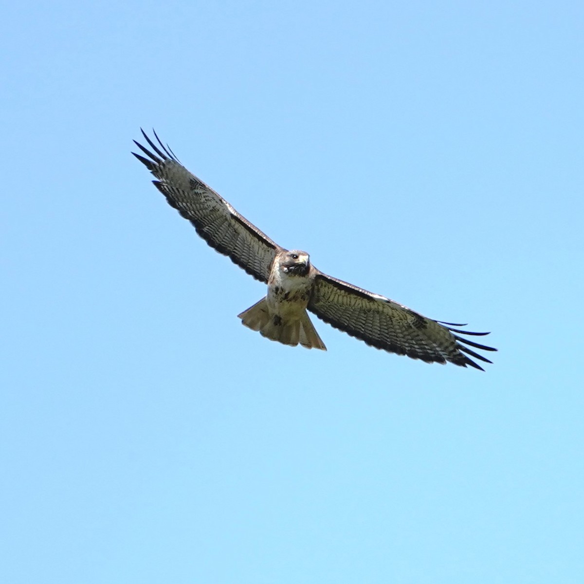 Red-tailed Hawk - ML618800769