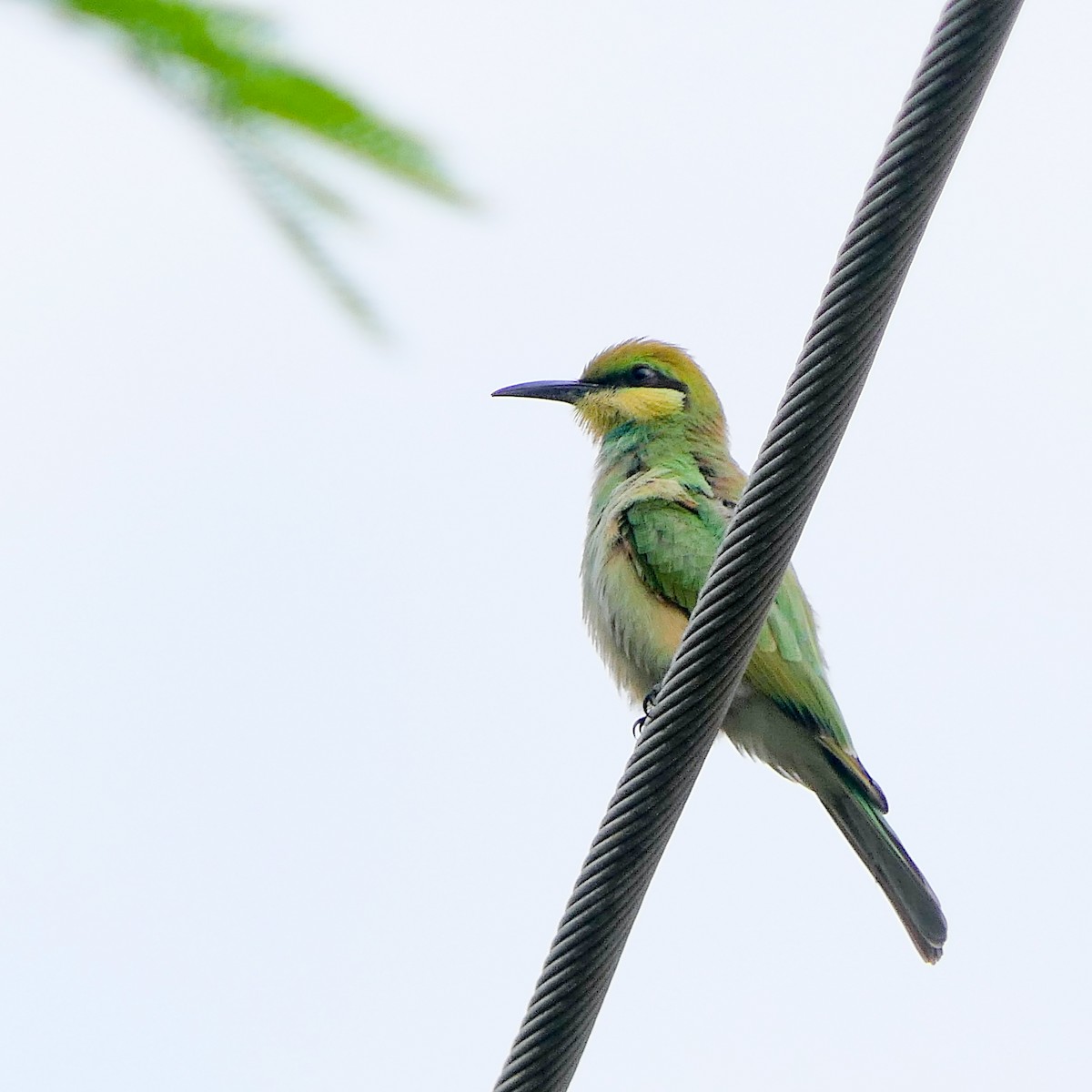 Asian Green Bee-eater - ML618800784