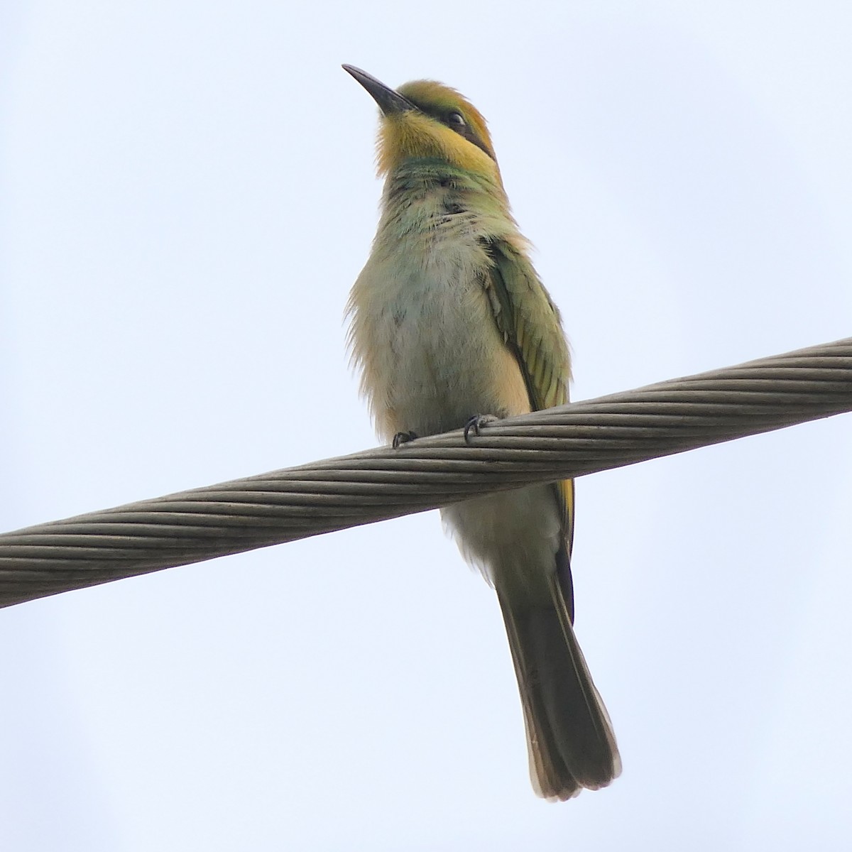 Asian Green Bee-eater - ML618800788