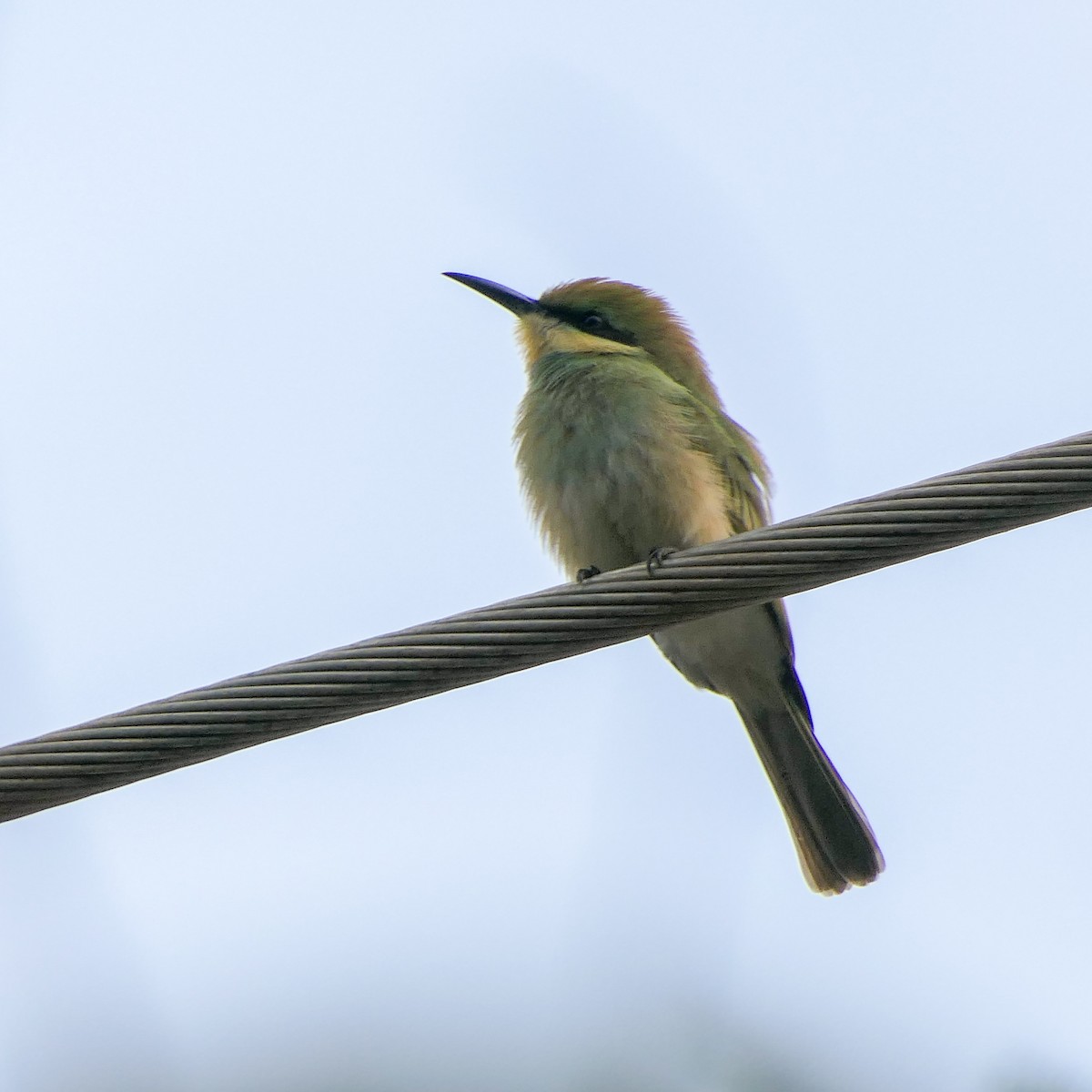 Asian Green Bee-eater - ML618800790