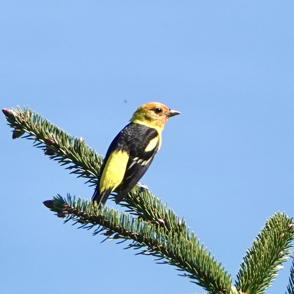 Western Tanager - ML618800806
