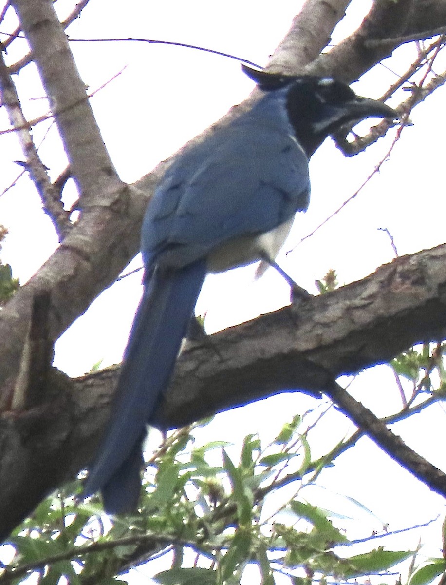 Black-throated Magpie-Jay - ML618800829