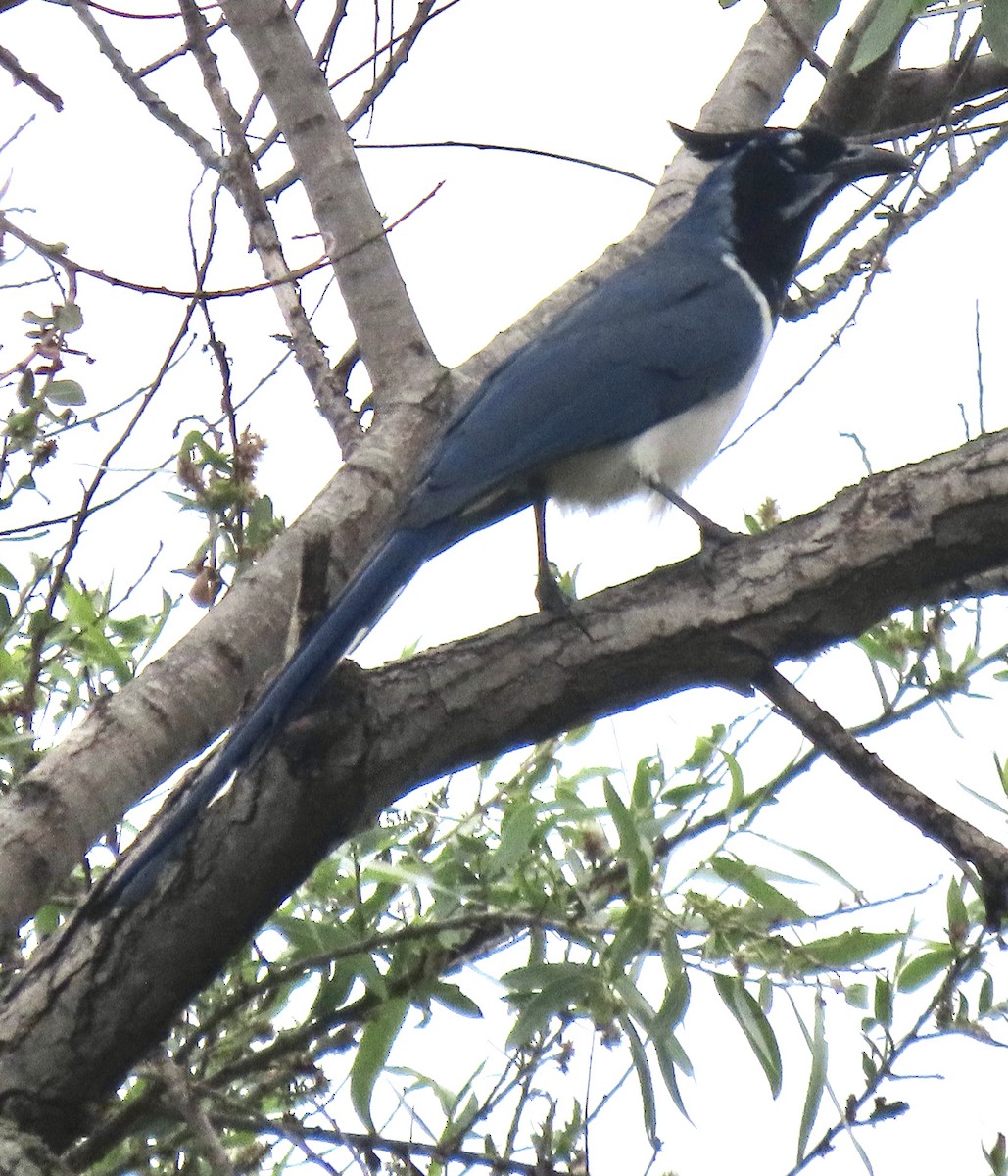 Black-throated Magpie-Jay - ML618800830