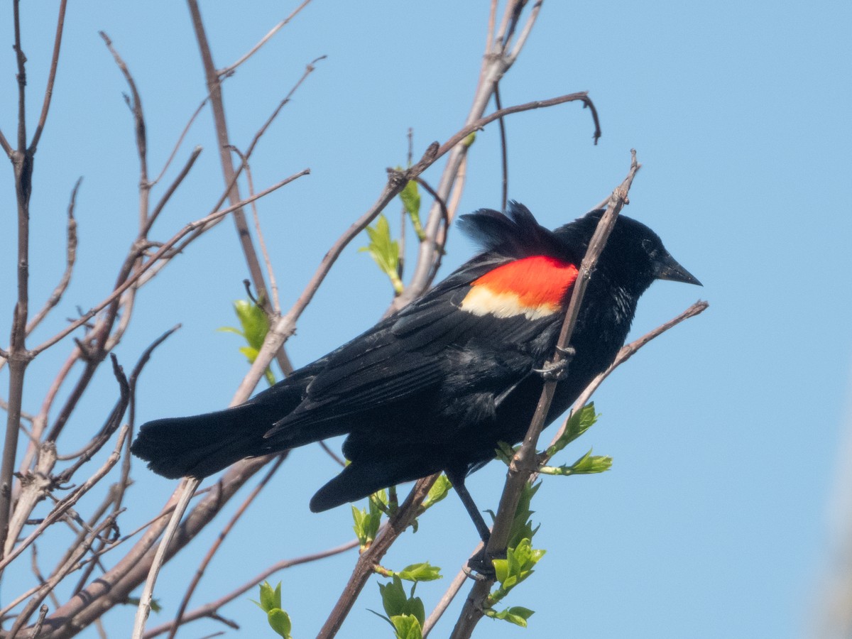 Red-winged Blackbird - Ann Larson