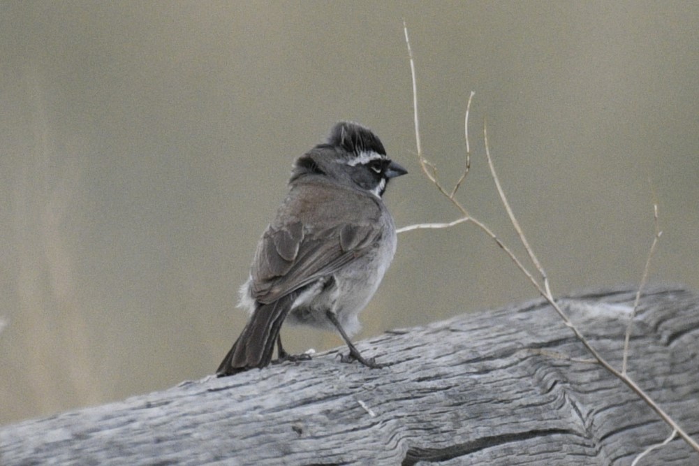 Black-throated Sparrow - Joshua  Smith
