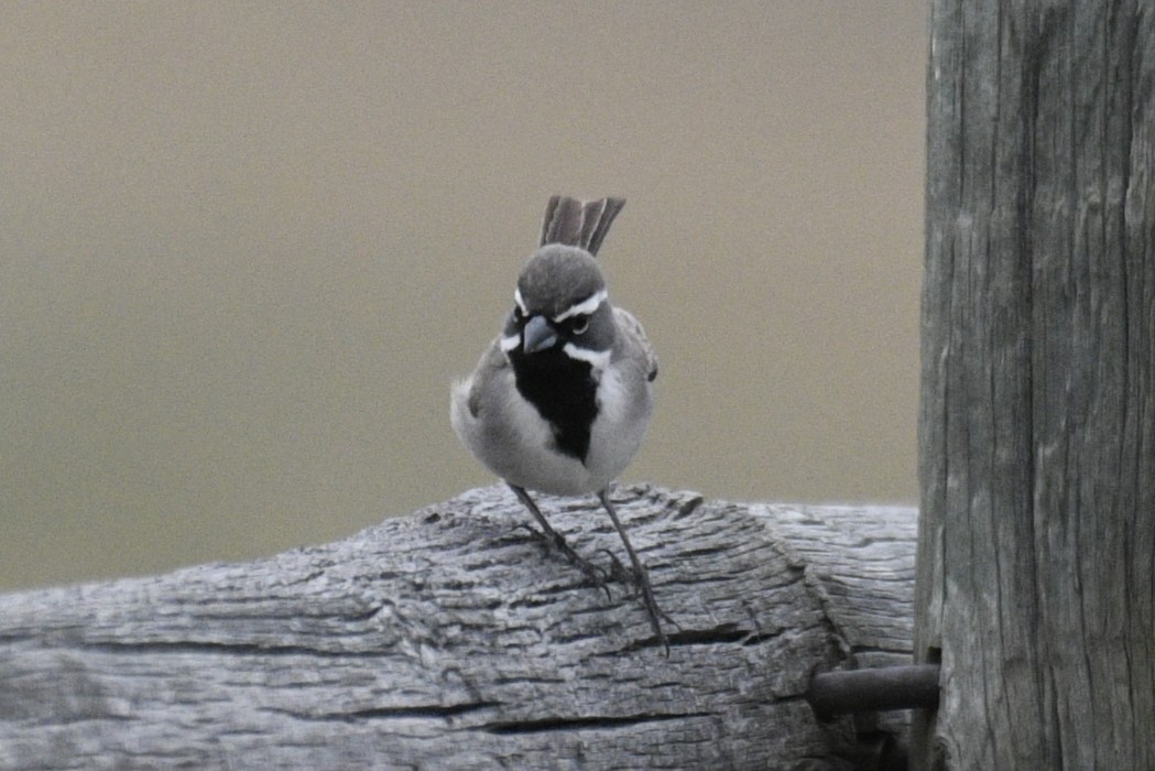Black-throated Sparrow - Joshua  Smith