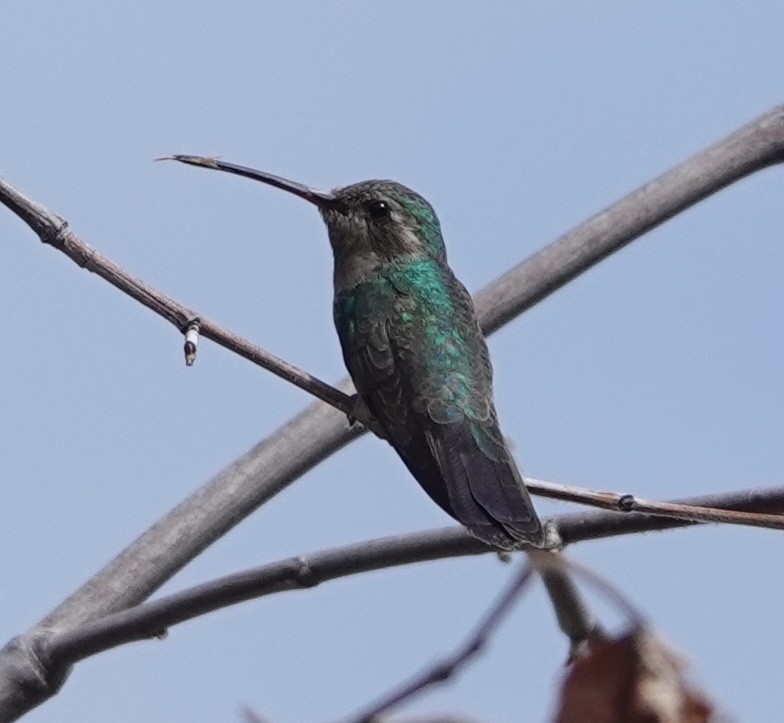 Broad-billed Hummingbird - David McDonald