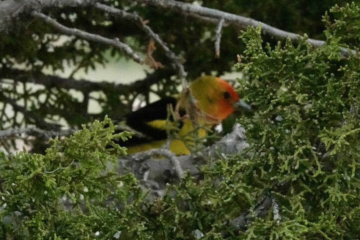 Western Tanager - ML618800885