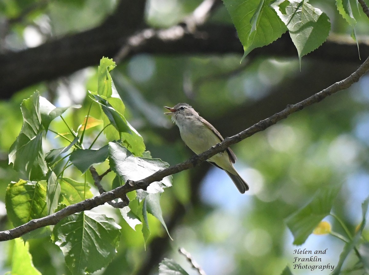 Warbling Vireo - Helen and Franklin Chow