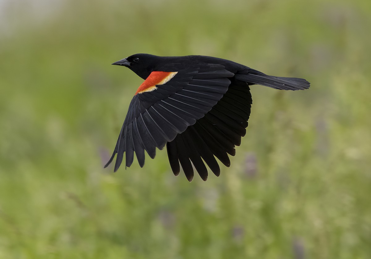Red-winged Blackbird - Iris Kilpatrick