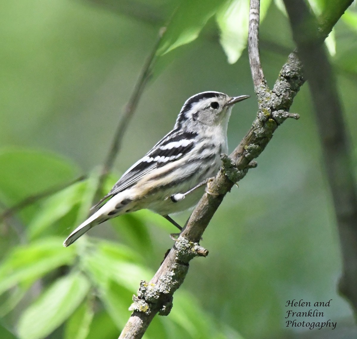Black-and-white Warbler - Helen and Franklin Chow