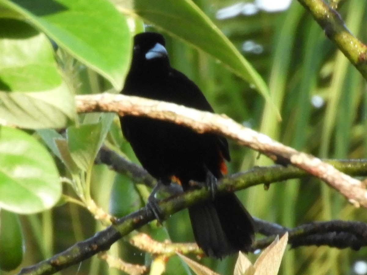 Scarlet-rumped Tanager - ML618800987