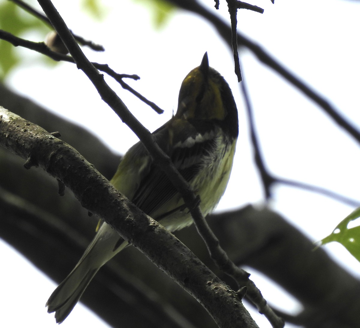 Black-throated Green Warbler - ML618800992