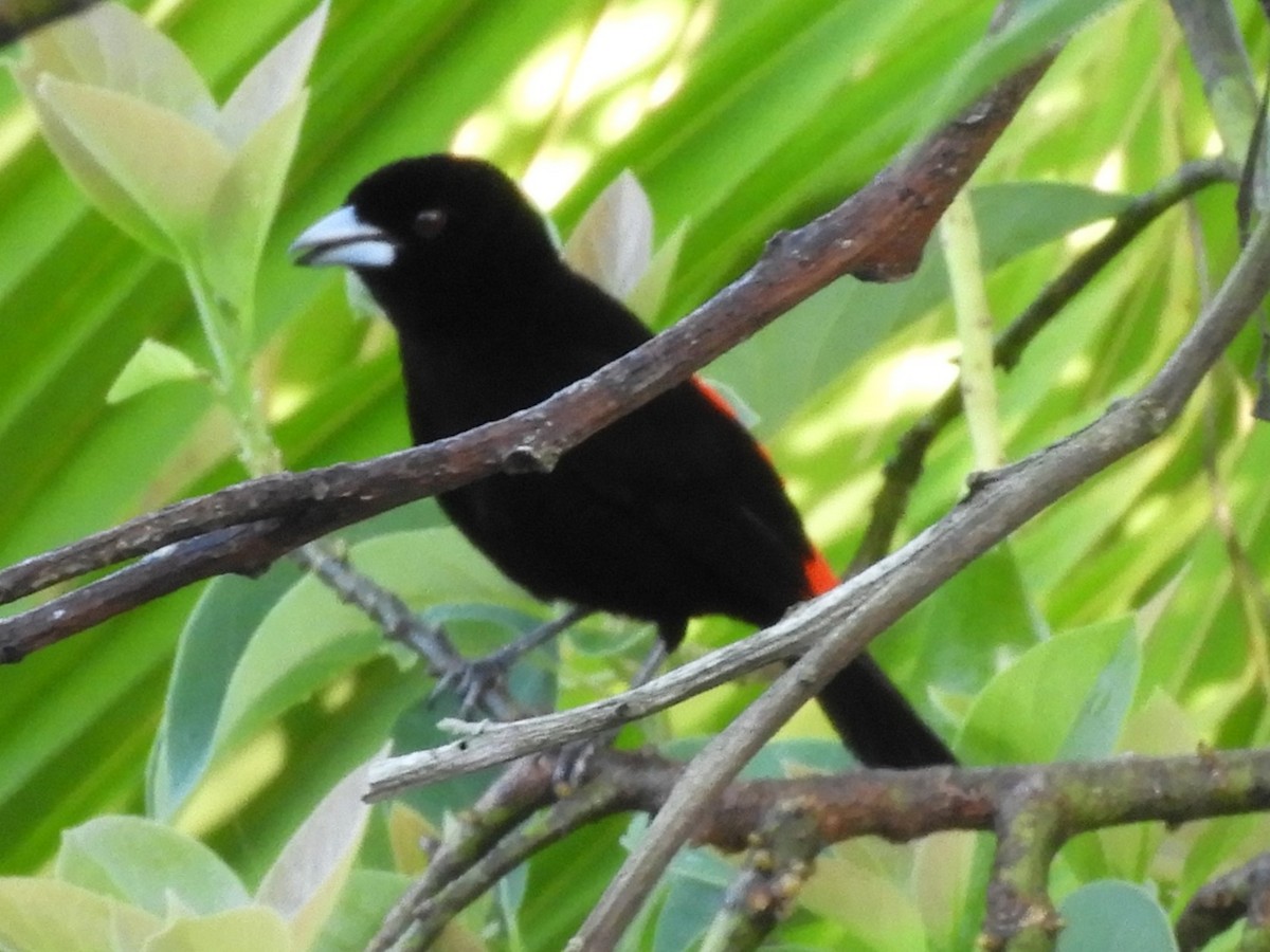 Scarlet-rumped Tanager - Maria Corriols