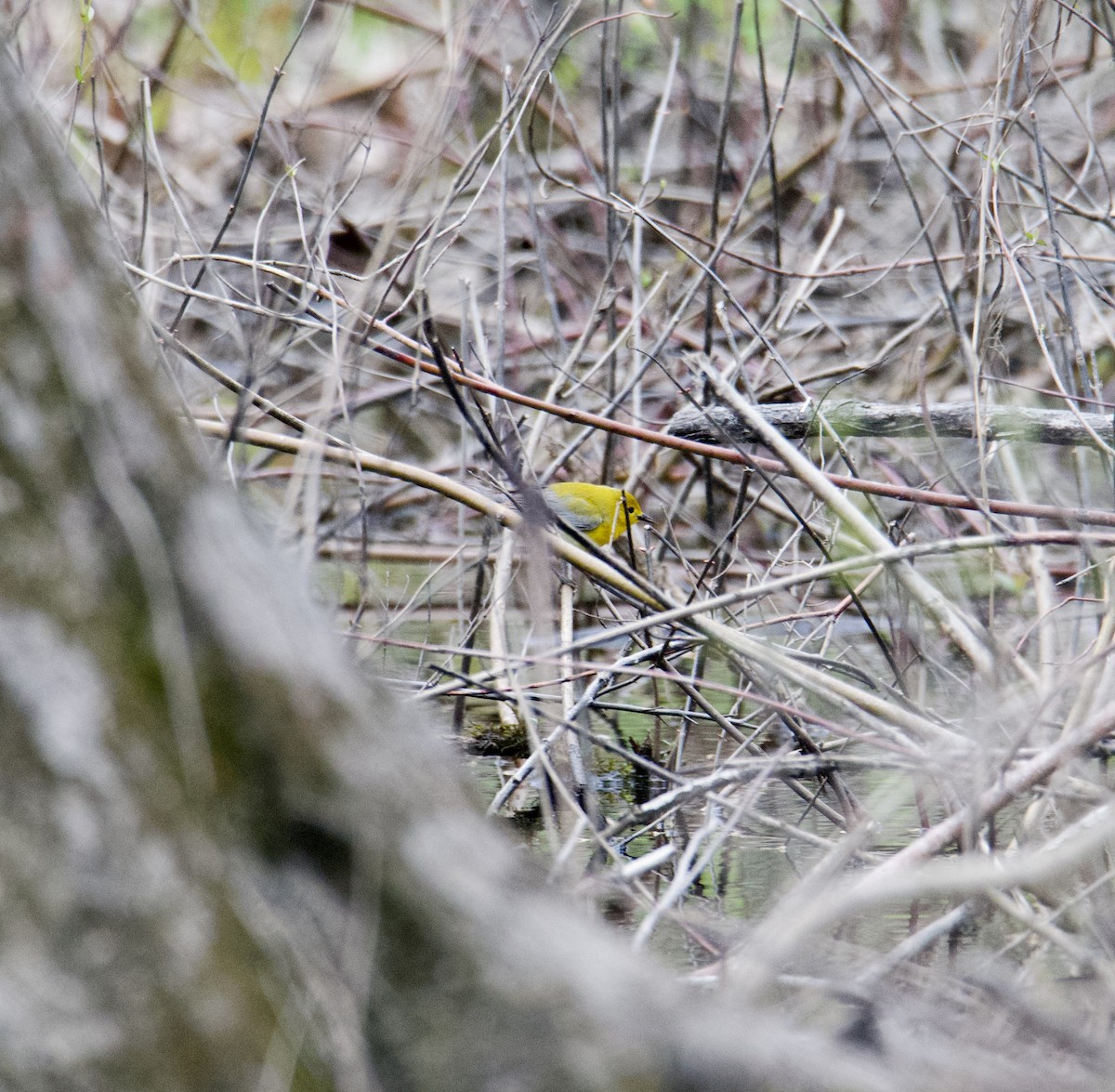 Prothonotary Warbler - ML618800997